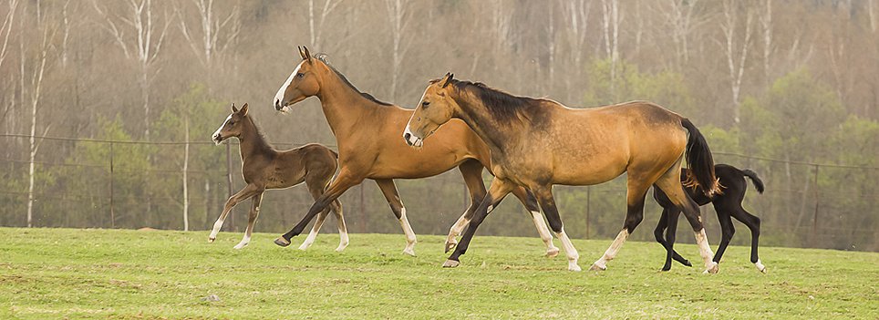 Image result for akhal-teke horse breeds